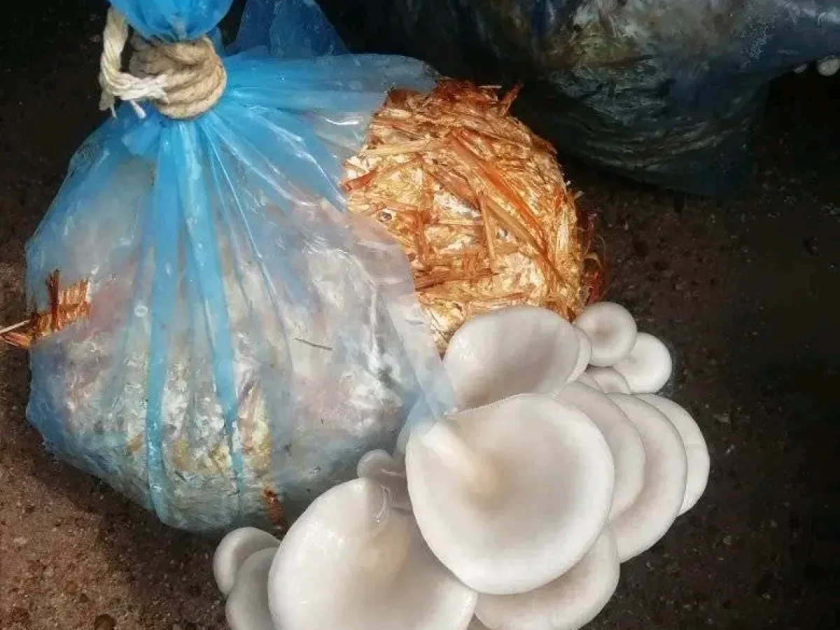 Mushroom production